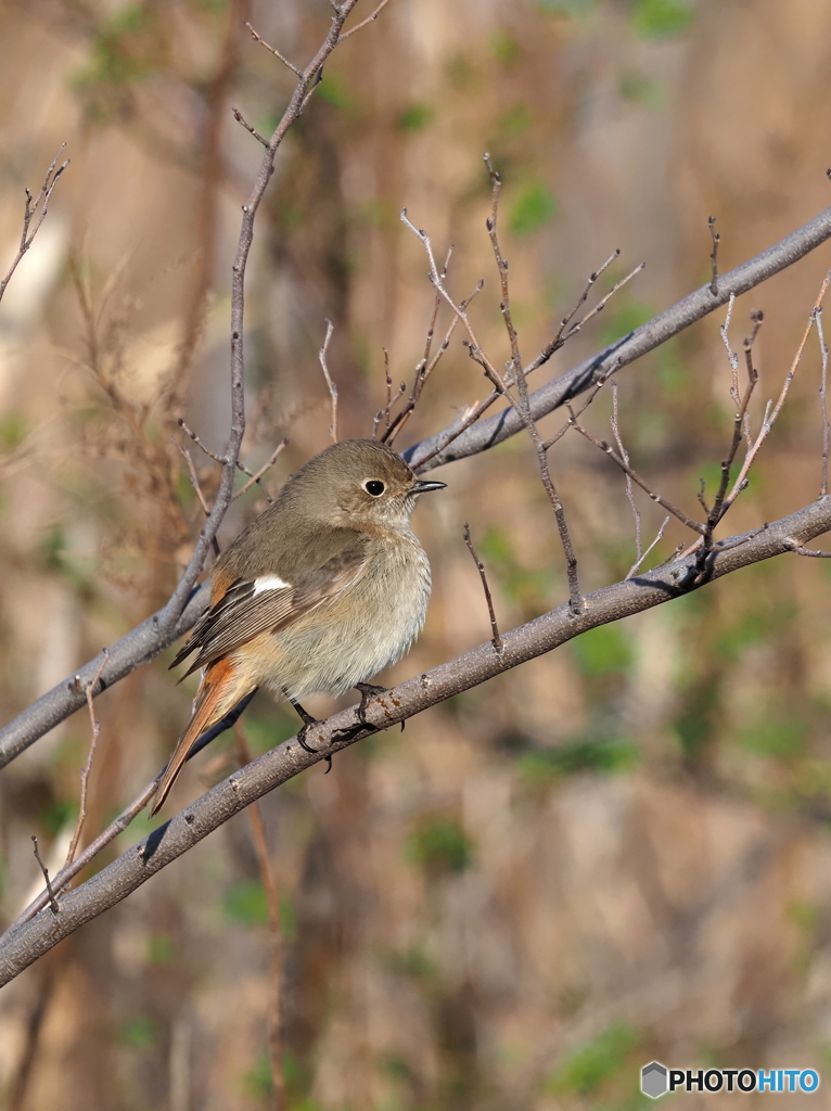 ジョウビタキ297
