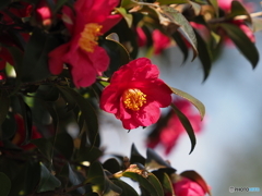 山茶花21-10