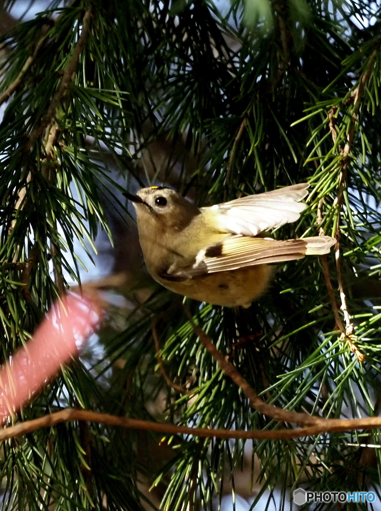 キクイタダキ23