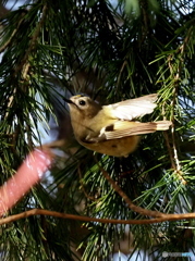 キクイタダキ23