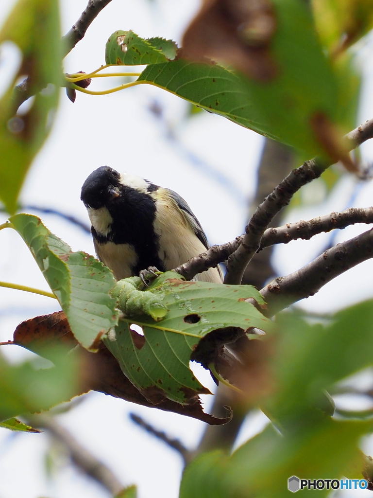 シジュウカラ257