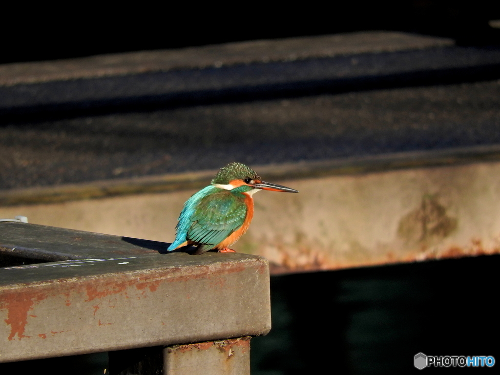 カワセミ53