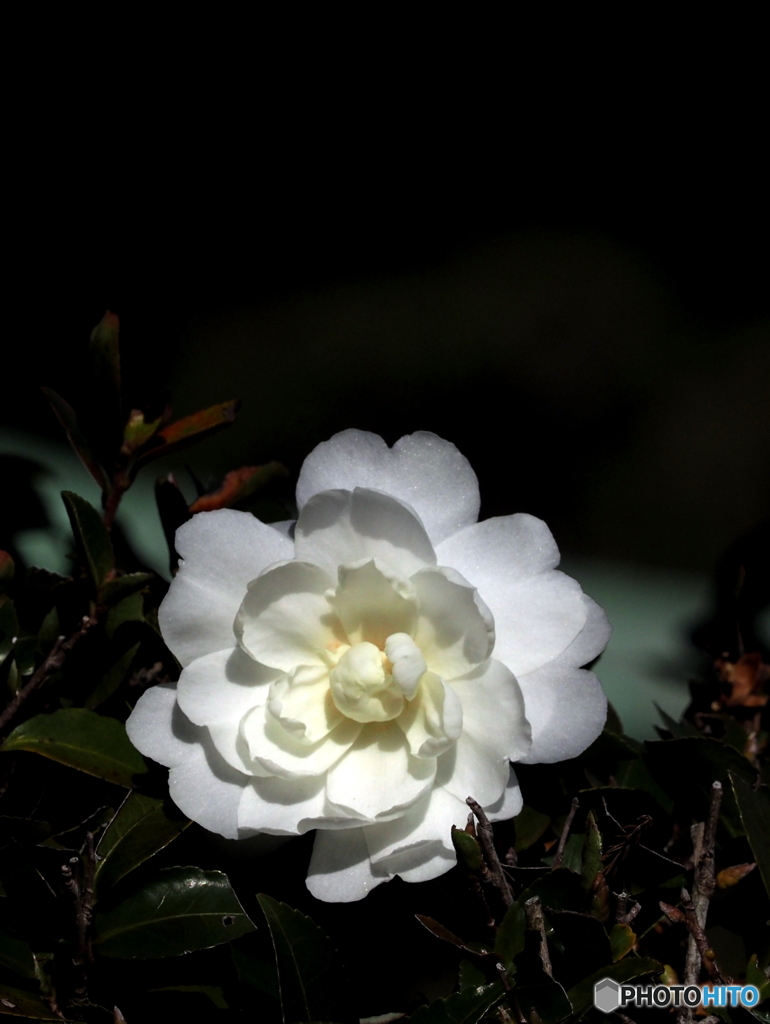 山茶花21-13