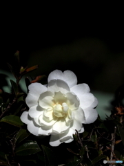 山茶花21-13
