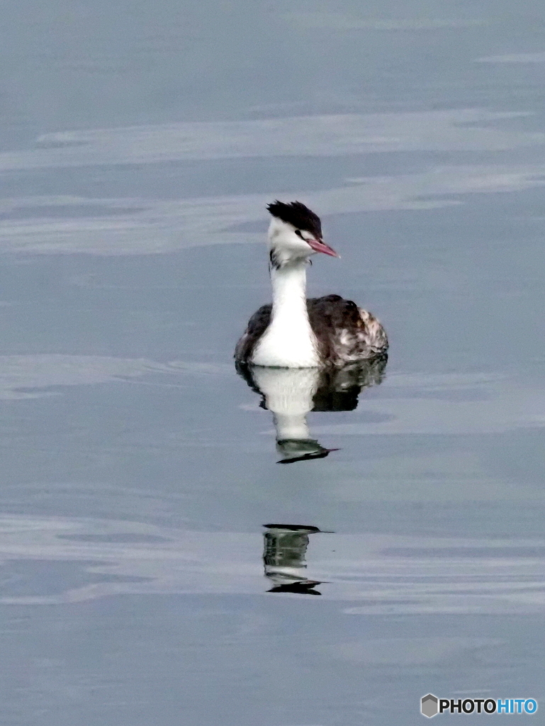 カンムリカイツブリ110