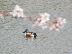 桜・ハシビロガモ