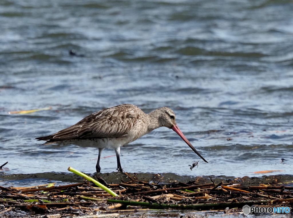 オオソリハシシギ42