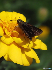 チャバネセセリ23-① チャバネセセリ23-①