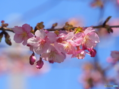 河津桜23-①
