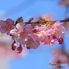 河津桜23-①