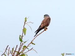 チョウゲンボウ117