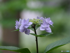 紫陽花25-③