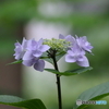紫陽花25-③