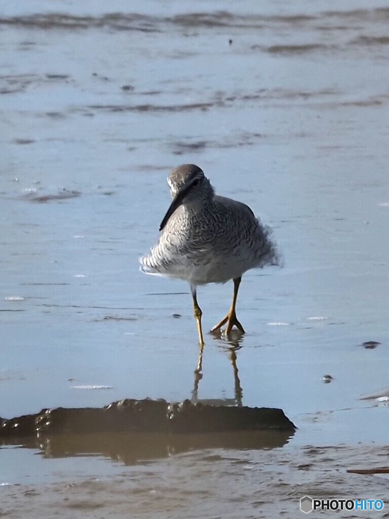 キアシシギ100