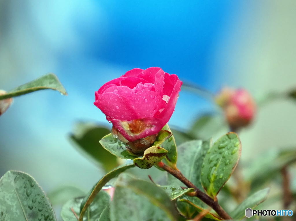 山茶花22-③