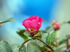 山茶花22-③