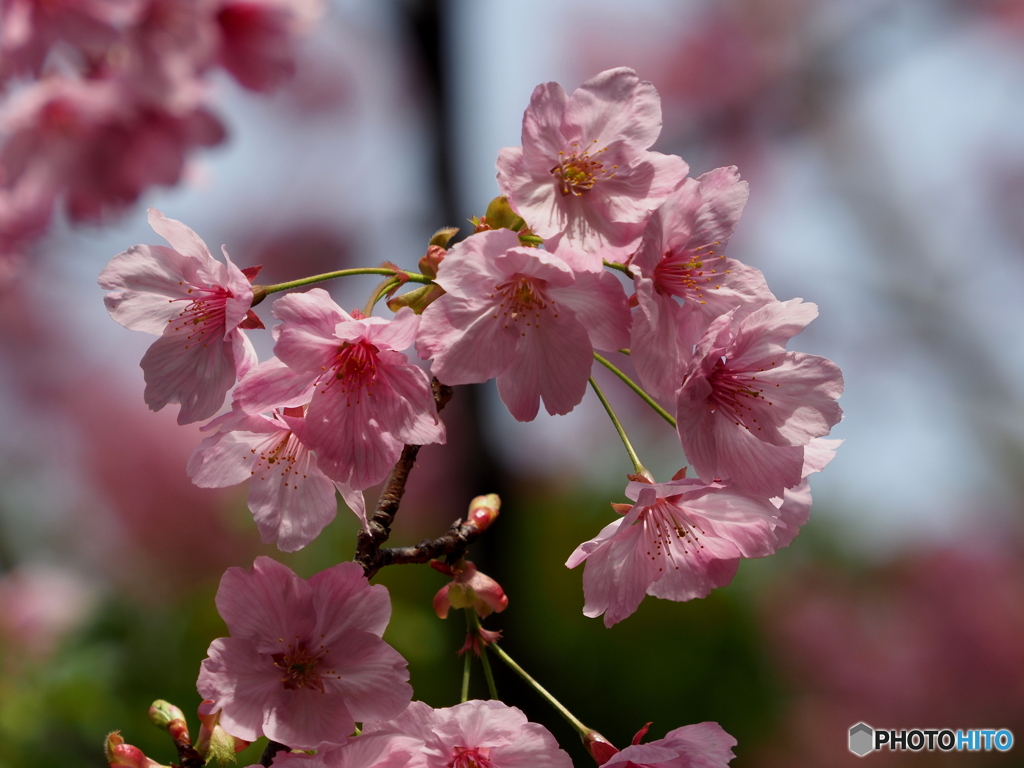 河津桜21-③