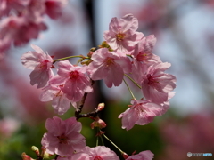 河津桜21-③