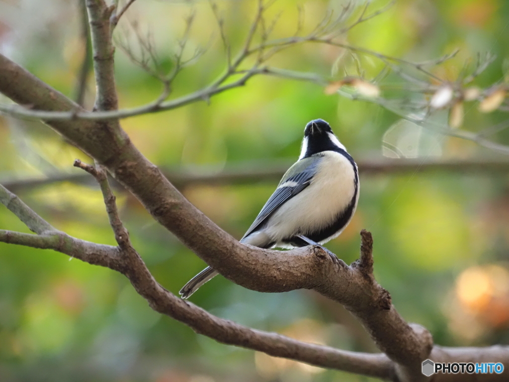 シジュウカラ408