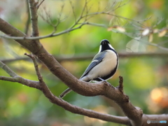 シジュウカラ408