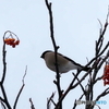 ウソ28