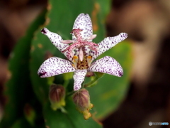 ホトトギス25-②