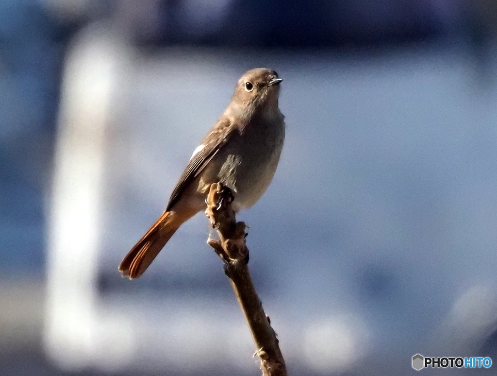 ジョウビタキ368