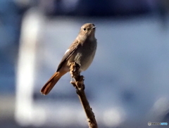 ジョウビタキ368