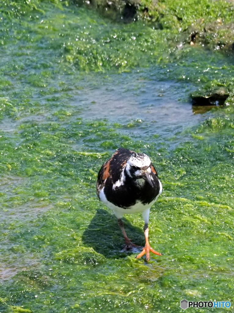 キョウジョシギ94