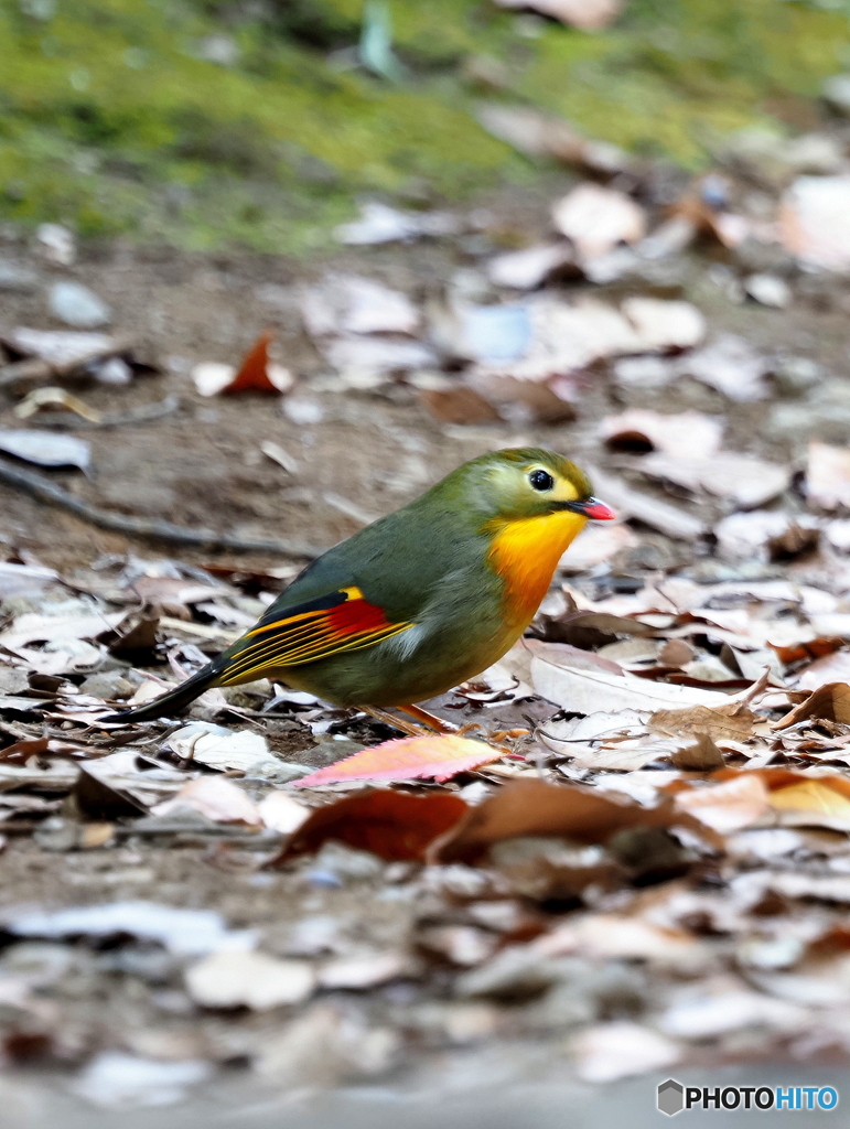 ソウシチョウ01