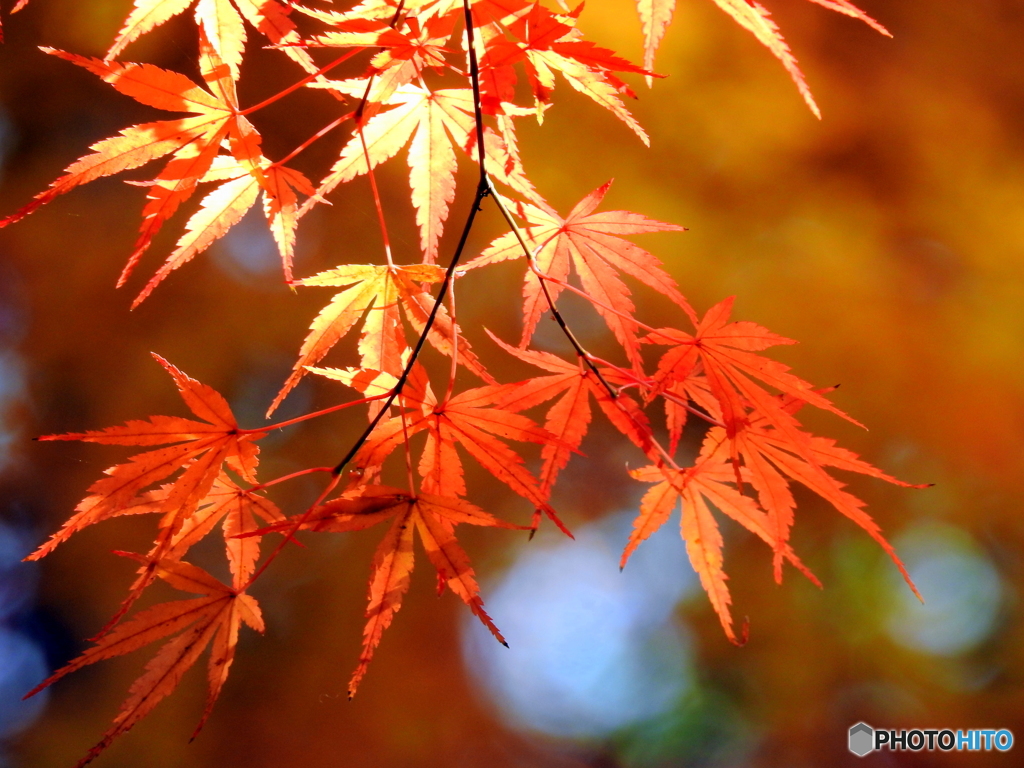 紅葉17-⑫