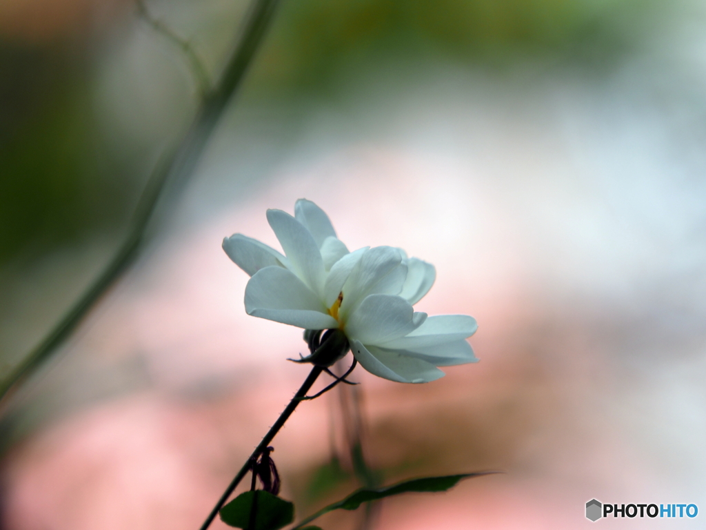 白い花