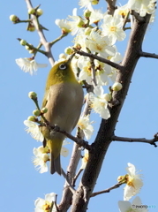 春メジロ275