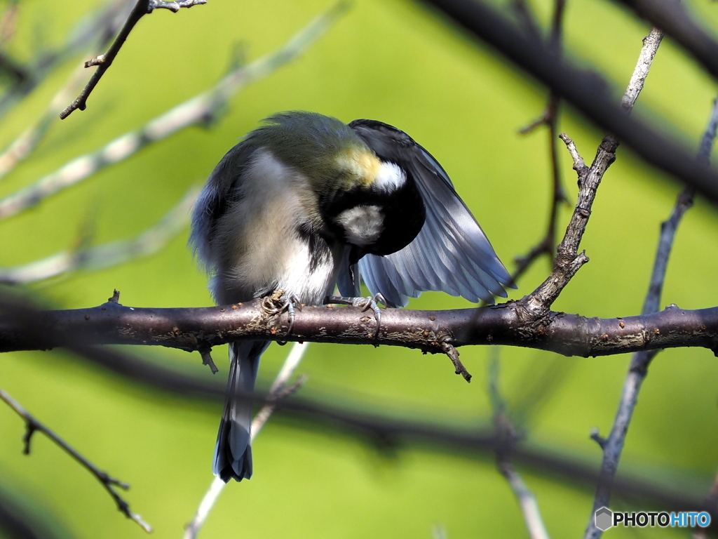 シジュウカラ304