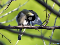 シジュウカラ304