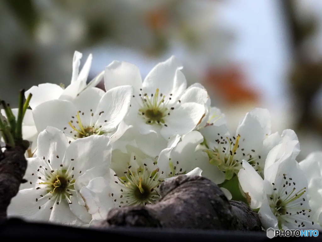 梨の花25-①