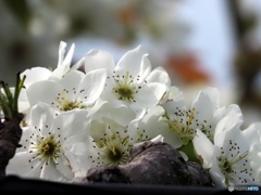 梨の花25-①