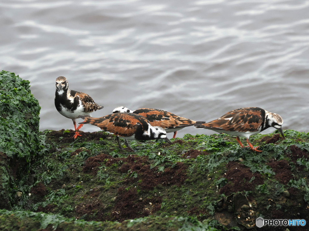 キョウジョシギ78