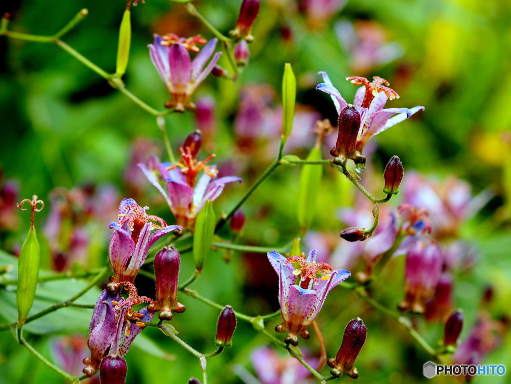 ホトトギス19-④