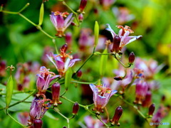 ホトトギス19-④