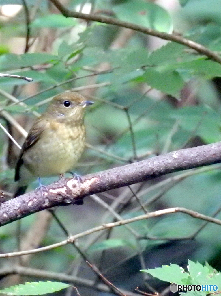 キビタキ12