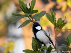 シジュウカラ41