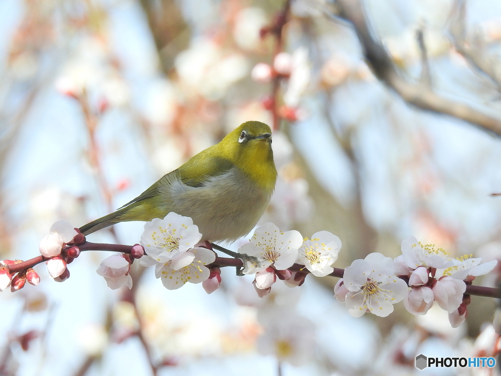 春メジロ156