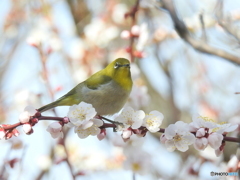 春メジロ156