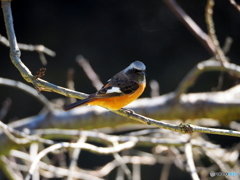 ジョウビタキ42