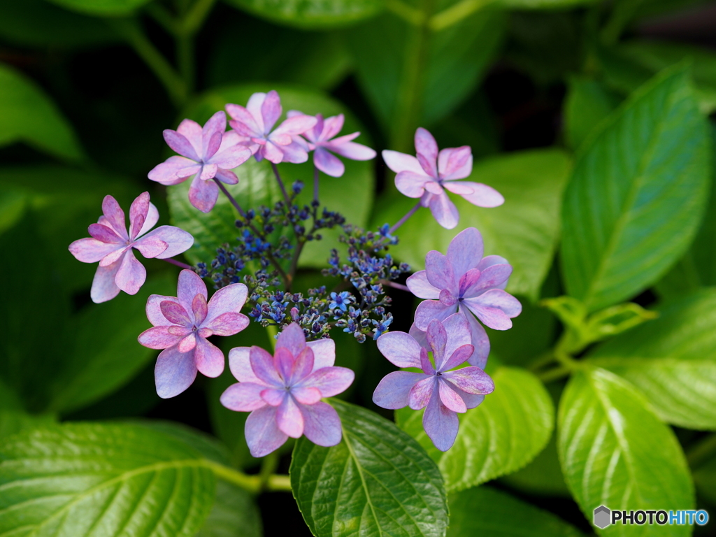 紫陽花19-12