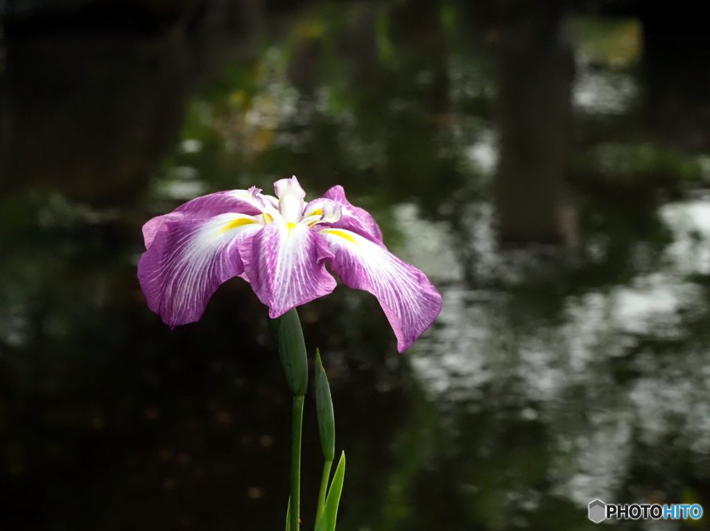 花菖蒲25-①