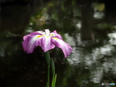 花菖蒲25-①