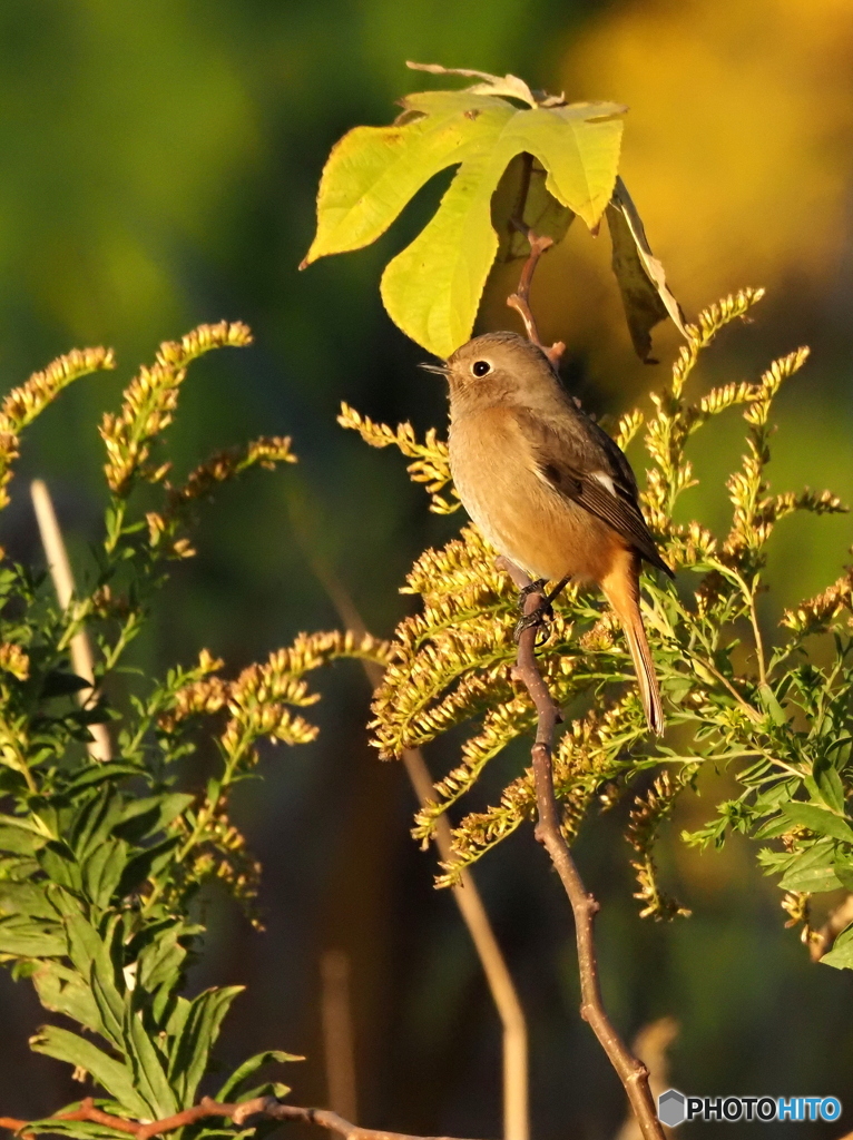 ジョウビタキ358
