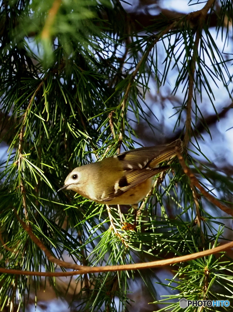 キクイタダキ20